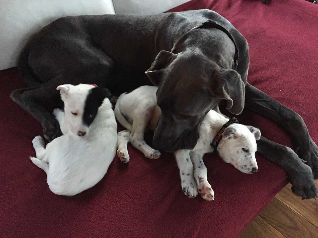 The Dogs - and Phil — gallery 3