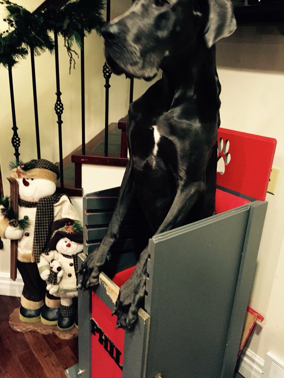The Dogs - and Phil — gallery 4